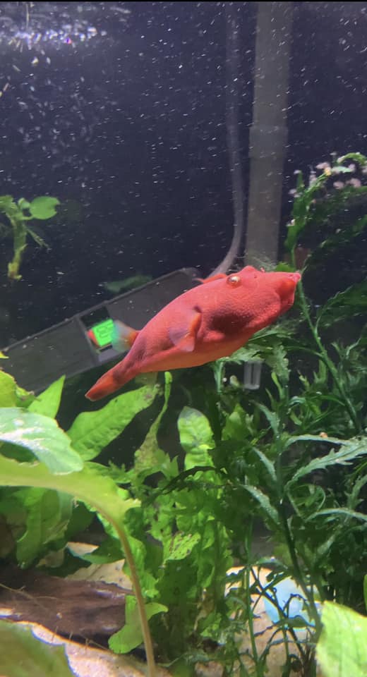 Kongo-Kofferkugelfisch – Rote Farbform